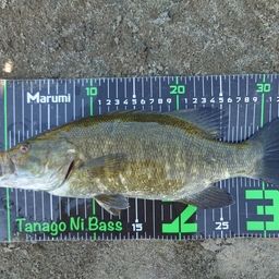 スモールマウスバス