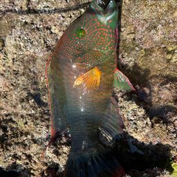 メガネモチノウオ