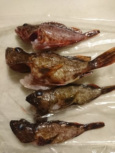 アラカブの釣果