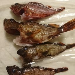 アラカブ