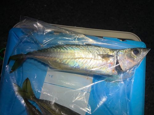 サバの釣果