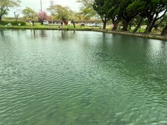 トラウトの釣果