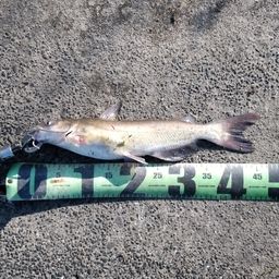 アメリカナマズ