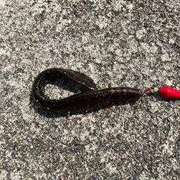 ダイナンギンポ