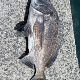 クロダイ