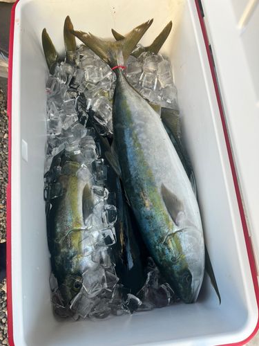 ハマチの釣果