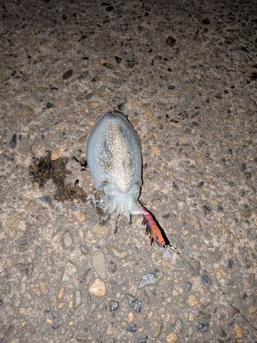 シリヤケイカの釣果