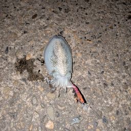 シリヤケイカ