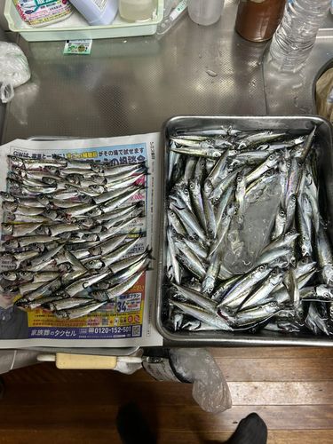 サバの釣果