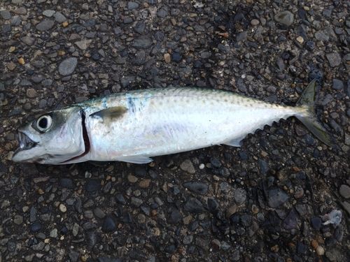 サバの釣果