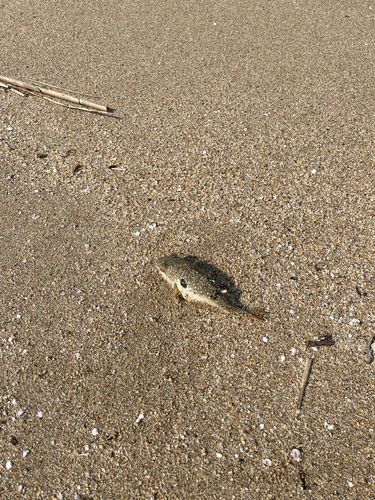 クサフグの釣果