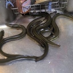 ウナギ