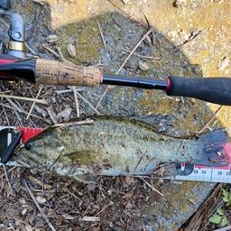 スモールマウスバス