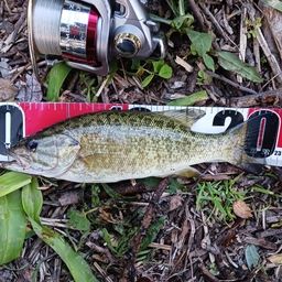 スモールマウスバス