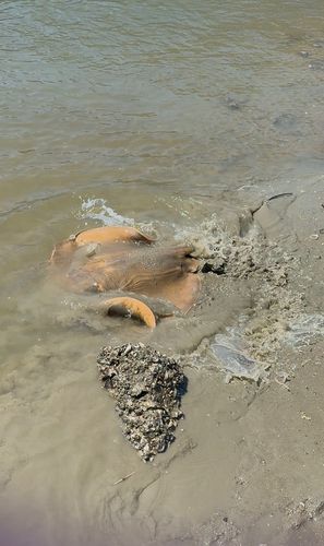 アカエイの釣果