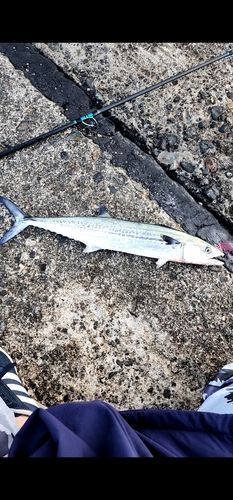サゴシの釣果