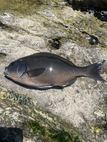 オナガグレの釣果・釣り情報まとめ【2025年最新 オナガグレの釣果・釣り情報まとめ【2025年最新