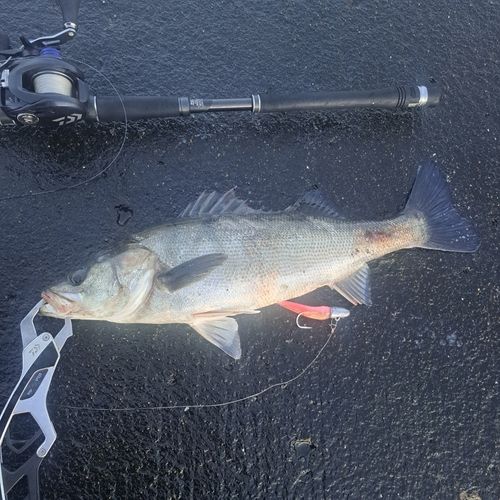 セイゴ（タイリクスズキ）の釣果