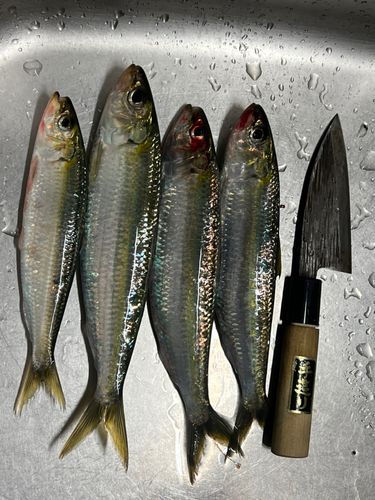 コノシロの釣果
