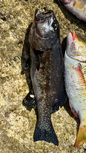 スジアラの釣果