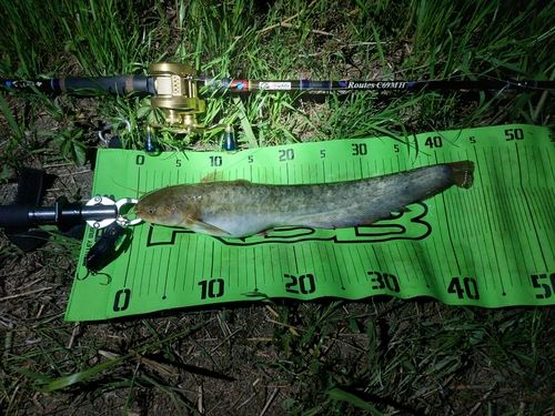 ナマズの釣果