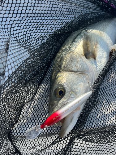 スズキの釣果