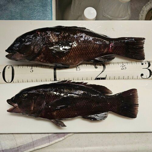 カンダイの釣果