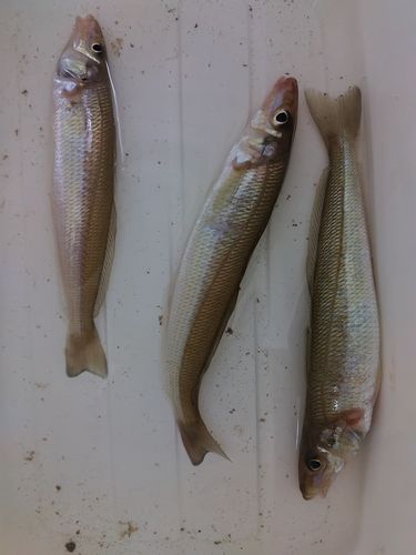 シロギスの釣果