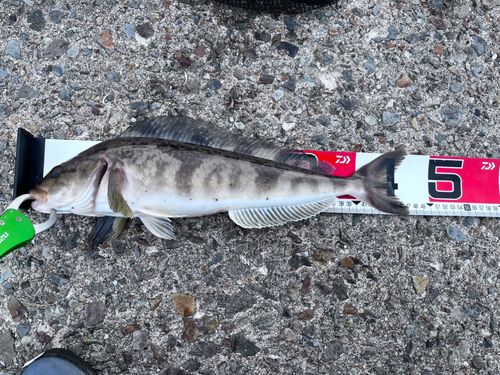 ホッケの釣果