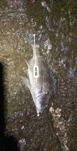チヌの釣果