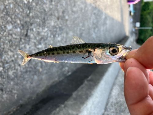 サバの釣果