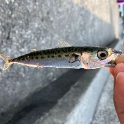サバ