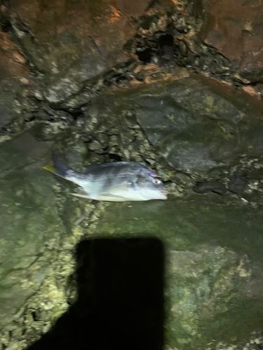 キビレの釣果