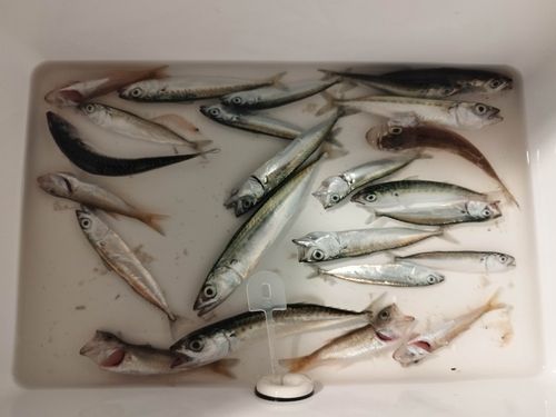 サバの釣果