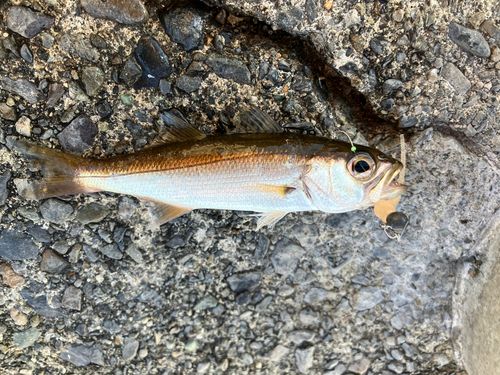 アカムツの釣果