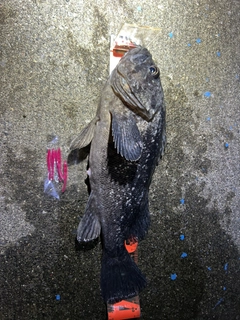 クロソイの釣果