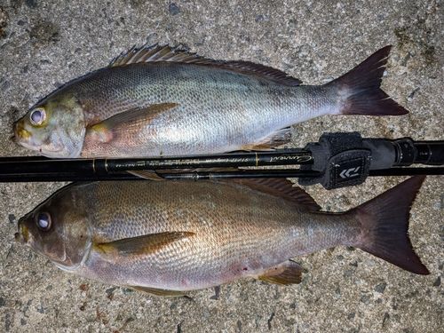イサキの釣果