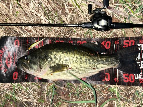ブラックバスの釣果