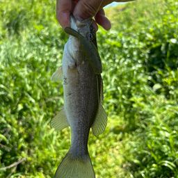 スモールマウスバス