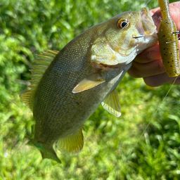 スモールマウスバス