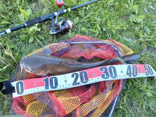 アメリカナマズの釣果