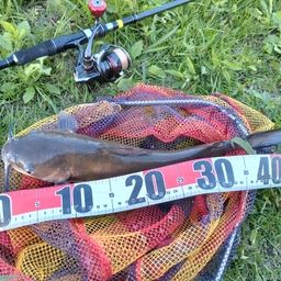 アメリカナマズ