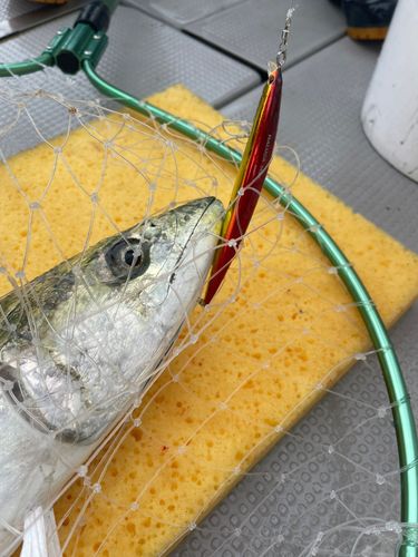 サワラの釣果