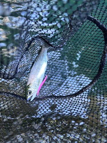 ニジマスの釣果