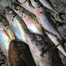 アジ
