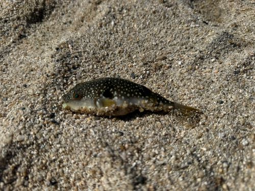 クサフグの釣果
