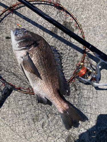 クロダイの釣果
