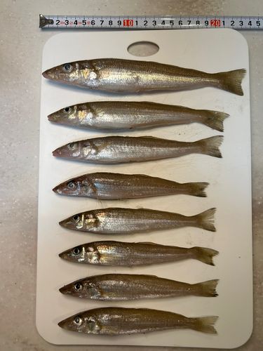 キスの釣果