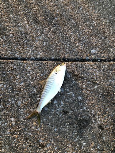 コノシロの釣果