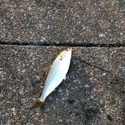 コノシロ